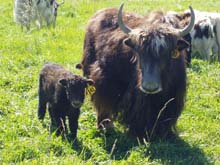 Picture of Momma and her baby